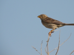 Kornsparv (Miliaria calandra, Corn Bunting) Kalloni, Lesvos, Greece.