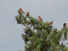 Större korsnäbb (Loxia pytyopsittacus, Parrot Crossbill) Friseboda,  Åhus, Sk.