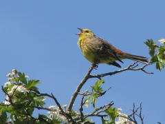 Gulsparv, hane (Emberiza citrinella, Yellowhammer) Södra Lunden, Ottenby, Öl.