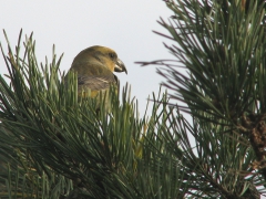 Större korsnäbb, hona (Loxia pytyopsittacus, Parrot Crossbill) Friseboda, Åhus, Sk.