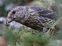 Bändelkorsnäbb (Loxia leucoptera, Two-barred Crossbill) Evedal, Växjö, Sm.