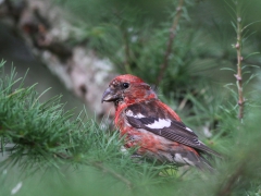 Bändelkorsnäbb, hane (Loxia leucoptera, Two-barred Crossbill) Evedal, Växjö, Sm.