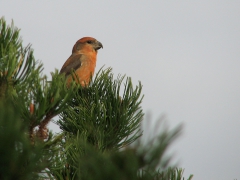 Större korsnäbb, hane (Loxia pytyopsittacus, Parrot Crossbill) Friseboda, Åhus, Sk.