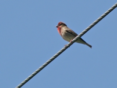 Rosenfink, hane (Carpodacus erythrinus, Common Rosefinch) Egeside, Åhus, Sk.