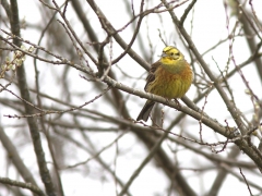 Gulsparv, hane (Emberiza citrinella, Yellowhammer) S. Bergundasjön, Växjö, Sm.