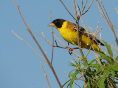 Svarthuvad sparv, hane ( Emberiza melanocephala, Black-headed Bunting) Lesvos, Greece.