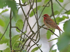 Rosenfink, hane (Carpodacus erythrinus, Common Rosefinch) Skogslyckans kyrkogård,  Växjö, Sm.