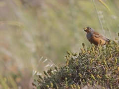 Rostsparv, hane (Emberiza Caesia, Cretzschmar's Bunting) Petrified Forrest, Lesvos, Greece.