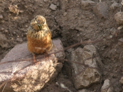 Rostsparv, hona (Emberiza Caesia, Cretzschmar's Bunting) Petrified Forrest, Lesvos, Greece.