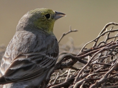 Gulgrå sparv, hane (Emberiza cineracia, Cinereous Bunting) Petrified Forrest, Lesvos,  Greece.