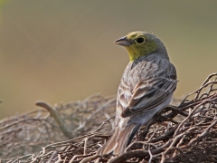 Gulgrå sparv, hane (Emberiza cineracia, Cinereous Bunting) Petrified Forrest, Lesvos,  Greece.