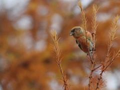 Bändelkorsnäbb, hona(Loxia leucoptera, Two-barred Crossbill) Evedal, Växjö, Sm.