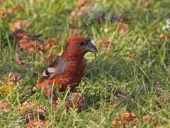 Bändelkorsnäbb, hane (Loxia leucoptera, Two-barred Crossbill) Evedal, Växjö, Sm.