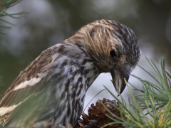 Bändelkorsnäbb (Loxia leucoptera, Two-barred Crossbill) Evedal, Växjö, Sm.