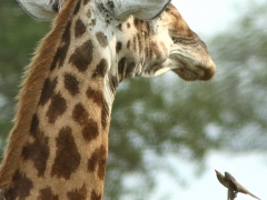 Giraff (Giraffa camelopardalis) och rödnäbbad oxhackare (Buphagus erythrorhynchus).