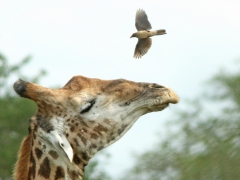 Giraff (Giraffa camelopardalis) och rödnäbbad oxhackare (Buphagus erythrorhynchus).