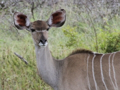 Större kudu (Tragelaphus strepsiceros, Greater Kudu).