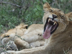 Lejon, hona (Panthera leo, Lion).