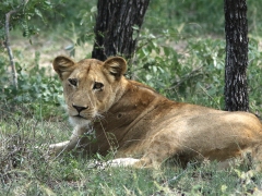 Lejon, hona (Panthera leo, Lion).