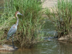 Goliathäger ( Ardea goliath, Goliath Heron).