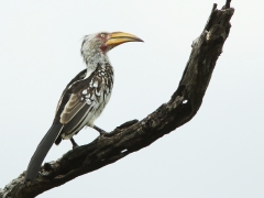 Sydlig gulnäbbstoko (Tockus leucomelas,  Southern  Yellow-billed Hornbill).
