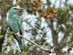 Europeisk blåkråka (Coracias naevius, European Roller).