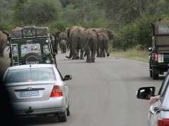 Afrikansk elefant (Loxodonta africana, African Elephant). Man känner sig ganska liten omgiven av en flock vilda elefanter!