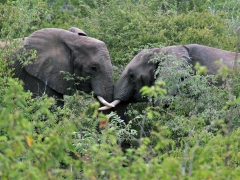 Afrikansk elefant (Loxodonta africana, African Elephant).