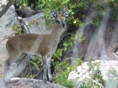 Klippspringare (Oreutragus oreutragus,  Klipspringer).