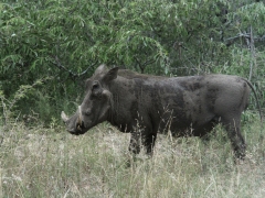 Vårtsvin (Phacochoerusaethiopictus, Warthog).