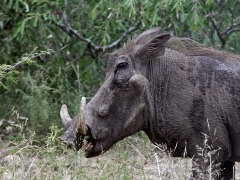 Vårtsvin (Phacochoerusaethiopictus, Warthog).