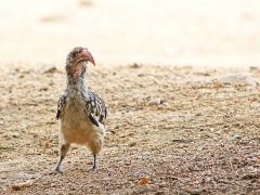 Sydlig gulnäbbstoko (Tockus leucomelas,  Southern  Yellow-billed Hornbill). En orädd och aggressiv  fågel som for omkring bland parkerade bilar  och besökare.