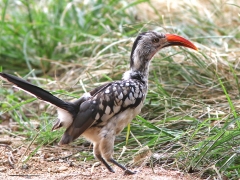 Sydlig gulnäbbstoko (Tockus leucomelas,  Southern  Yellow-billed Hornbill).