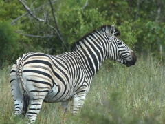 Zebra ( Equus quagga, Common Zebra).