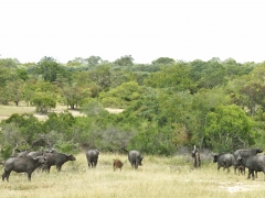 Afrikansk buffel (Syncerus caffer, African Buffalo). Ett av de djur som enligt statistiken är ett av de djur som är farligast för människan.