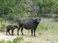 Afrikansk buffel (Syncerus caffer, African Buffalo).