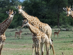 Giraff (Giraffa camelopardis, Giraffe).