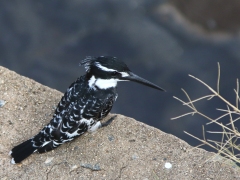 Gråfiskare (Ceryle rudis, Pied Kingfisher).