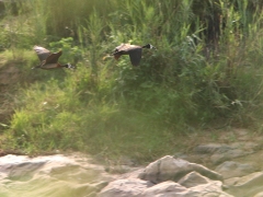 Vithuvad visseland (Dendrocygna viduata, White-faced Duck) flög förbi längs floden vid lodgen.