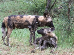 Afrikansk vildhund (Lycaon pictus, Wild Dog). Ses mera sällan i parken och var kanske den art som våra guider blev mest upphetsade för.