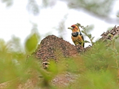 Tofsbarbett (Trachyphonus vaillantii, Crested Barbett) .