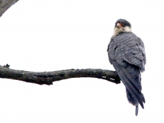 Amurfalk ( Falco amurensis, Amur Falcon). Har en extrem flyttväg från Ostasien till bland annat Sydafrika.