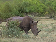 Trubbnoshörning (Ceratotherium simum, White Rhinoceros) De engelska orden wide (bred ) och white (vit) som låter lika i uttal  har lett  till ett missvisande engelskt namn.