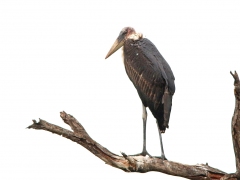 Maraboustork (Leptotilos crumeniferos, Marabou Stork).
