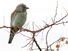 Europeisk blåkråka (Coracias naevius, European Roller).