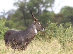 Ellipsvattenbock (Kobus ellipsiprimnus, Waterbuck).