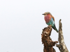 Lilabröstad blåkråka (Coracias caudatus, Lilac-breasted Roller).