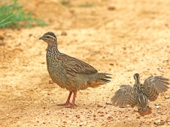 Tofsfrankolin (Dendroperdix sephaena, Crested Francolin).