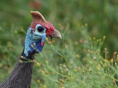 Helmeted Guineafowl (Numida meleagris)