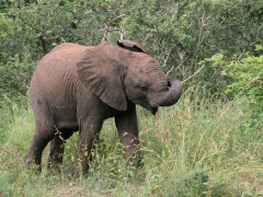 Afrikansk elefant (Loxodonta africana, African Elephant).